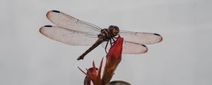 Preview wallpaper dragonfly, insect, wings, plant, macro