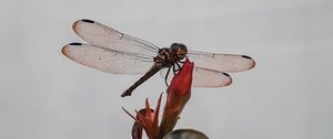 Preview wallpaper dragonfly, insect, wings, plant, macro