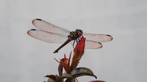 Preview wallpaper dragonfly, insect, wings, plant, macro