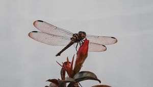 Preview wallpaper dragonfly, insect, wings, plant, macro