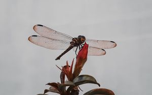 Preview wallpaper dragonfly, insect, wings, plant, macro