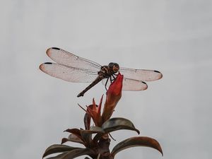 Preview wallpaper dragonfly, insect, wings, plant, macro