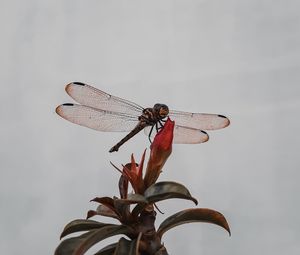 Preview wallpaper dragonfly, insect, wings, plant, macro