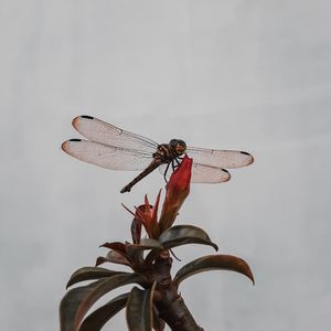 Preview wallpaper dragonfly, insect, wings, plant, macro