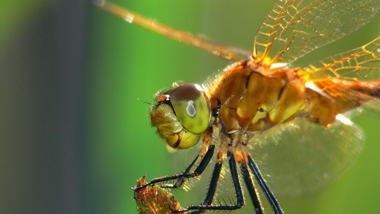 Wallpaper dragonfly, insect, wings, eyes, surface