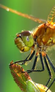 Preview wallpaper dragonfly, insect, wings, eyes, surface