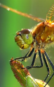 Preview wallpaper dragonfly, insect, wings, eyes, surface