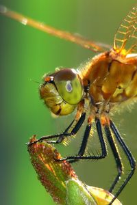 Preview wallpaper dragonfly, insect, wings, eyes, surface