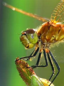 Preview wallpaper dragonfly, insect, wings, eyes, surface