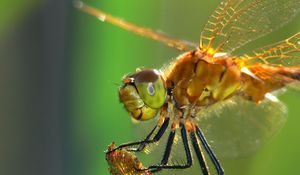 Preview wallpaper dragonfly, insect, wings, eyes, surface