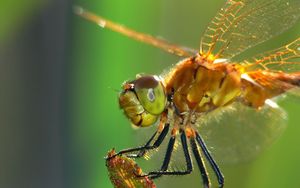 Preview wallpaper dragonfly, insect, wings, eyes, surface