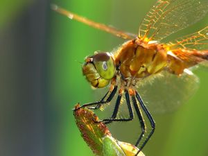 Preview wallpaper dragonfly, insect, wings, eyes, surface