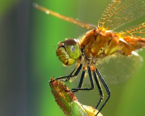 Preview wallpaper dragonfly, insect, wings, eyes, surface