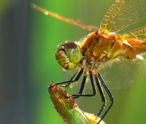 Preview wallpaper dragonfly, insect, wings, eyes, surface