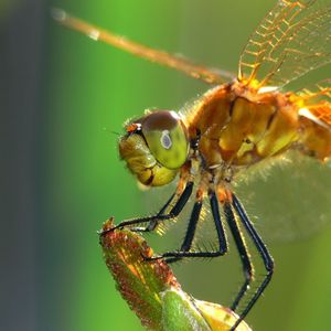 Preview wallpaper dragonfly, insect, wings, eyes, surface