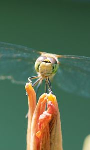 Preview wallpaper dragonfly, insect, wings