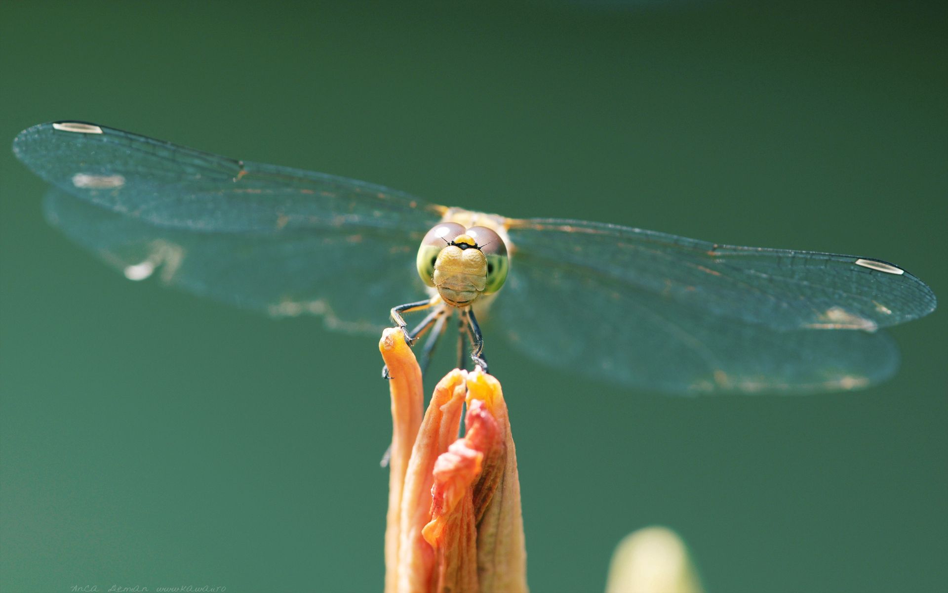 Download wallpaper 1920x1200 dragonfly, insect, wings hd background