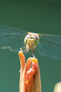 Preview wallpaper dragonfly, insect, wings