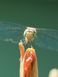 Preview wallpaper dragonfly, insect, wings