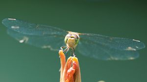 Preview wallpaper dragonfly, insect, wings