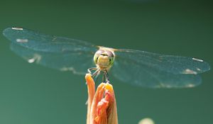 Preview wallpaper dragonfly, insect, wings