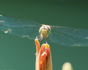 Preview wallpaper dragonfly, insect, wings