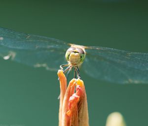 Preview wallpaper dragonfly, insect, wings