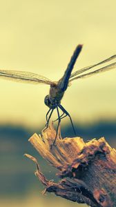 Preview wallpaper dragonfly, insect, wood, flight