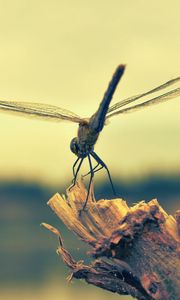 Preview wallpaper dragonfly, insect, wood, flight