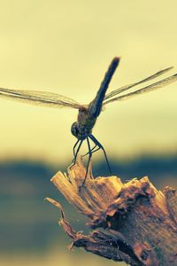 Preview wallpaper dragonfly, insect, wood, flight