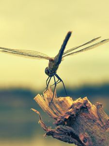 Preview wallpaper dragonfly, insect, wood, flight