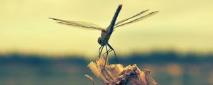 Preview wallpaper dragonfly, insect, wood, flight