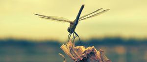 Preview wallpaper dragonfly, insect, wood, flight