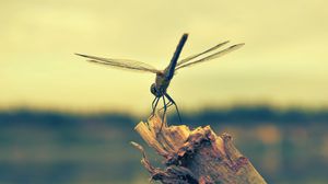 Preview wallpaper dragonfly, insect, wood, flight