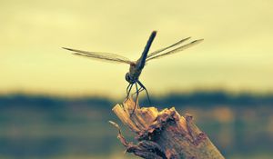 Preview wallpaper dragonfly, insect, wood, flight