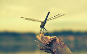 Preview wallpaper dragonfly, insect, wood, flight