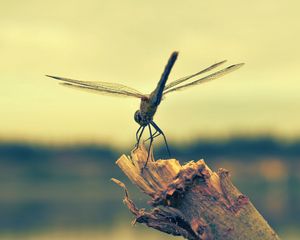 Preview wallpaper dragonfly, insect, wood, flight