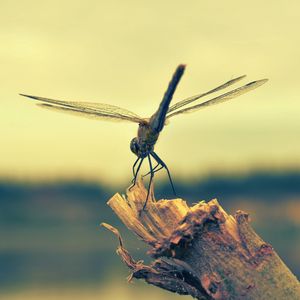 Preview wallpaper dragonfly, insect, wood, flight