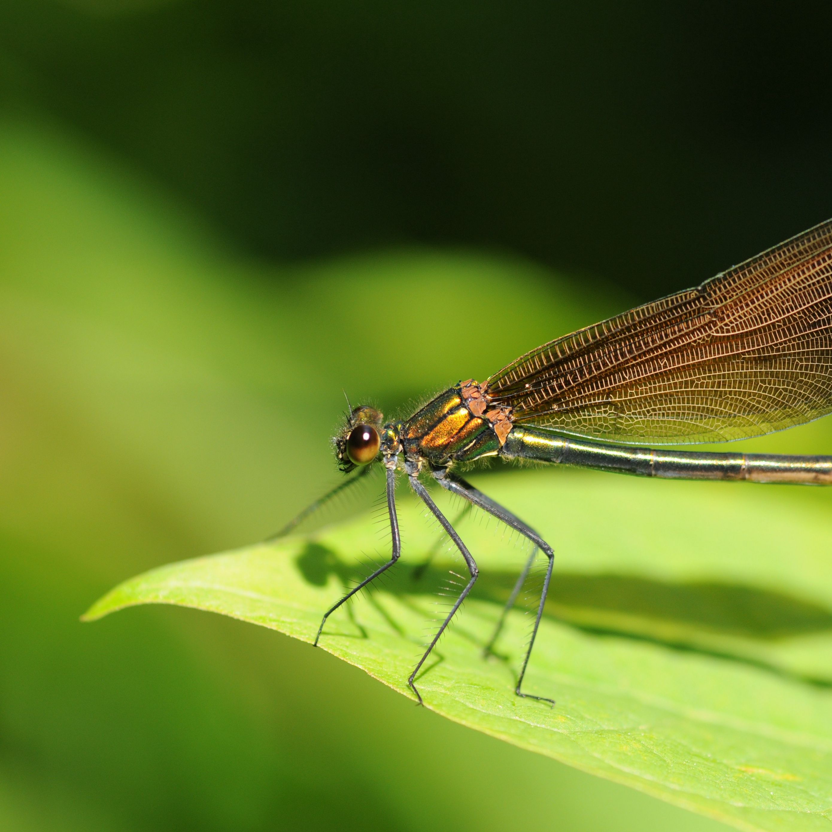 Download wallpaper 2780x2780 dragonfly, insects, leaves, grass ipad air ...