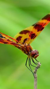 Preview wallpaper dragonfly, macro, insect, blur