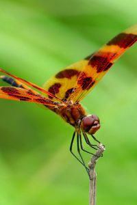 Preview wallpaper dragonfly, macro, insect, blur