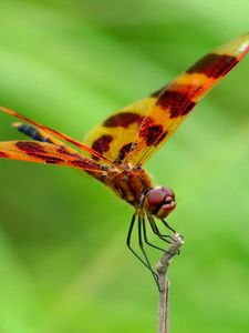 Preview wallpaper dragonfly, macro, insect, blur