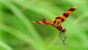 Preview wallpaper dragonfly, macro, insect, blur