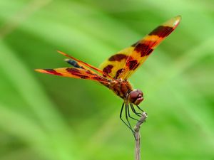 Preview wallpaper dragonfly, macro, insect, blur