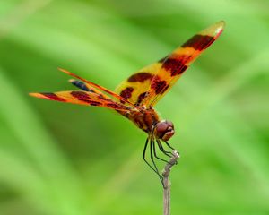 Preview wallpaper dragonfly, macro, insect, blur