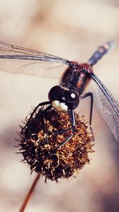 Preview wallpaper dragonfly, macro, plant, flower