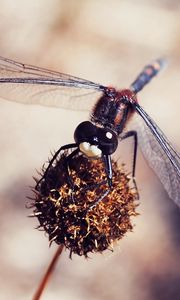 Preview wallpaper dragonfly, macro, plant, flower