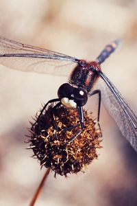 Preview wallpaper dragonfly, macro, plant, flower