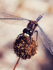 Preview wallpaper dragonfly, macro, plant, flower