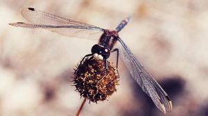 Preview wallpaper dragonfly, macro, plant, flower